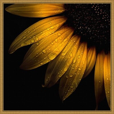 Sunflower Detail By Brian Carson Framed Canvas Art - Image 0