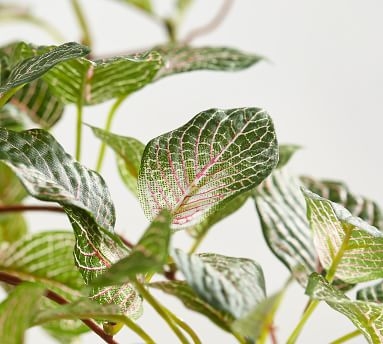 Faux Potted Houseplant, Fittonia - Small - Image 1
