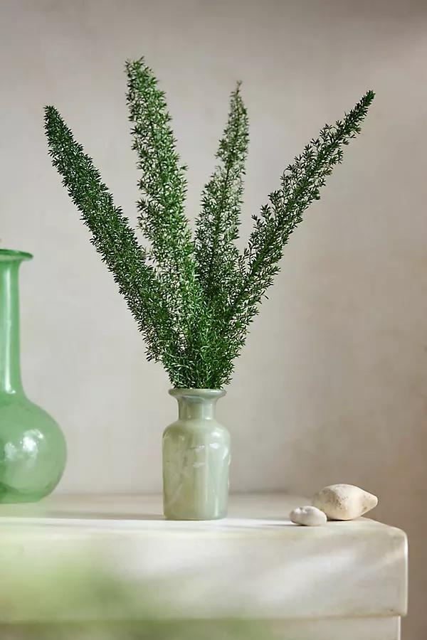 Dried Foxtail Fern Bunch - Image 0