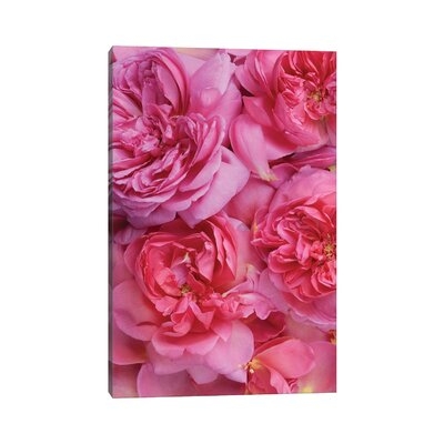 Pink English Rose Petals by Alyson Fennell - Wrapped Canvas Graphic Art - Image 0
