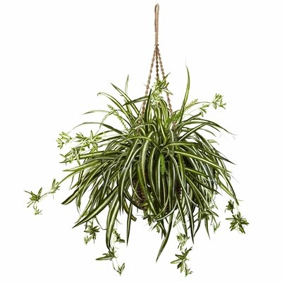 Spider Hanging Foliage Plant in Basket - Image 0