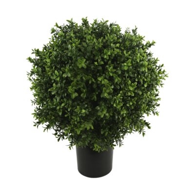 Ball-Shaped Boxwood Topiary In Plastic Liner - Image 0