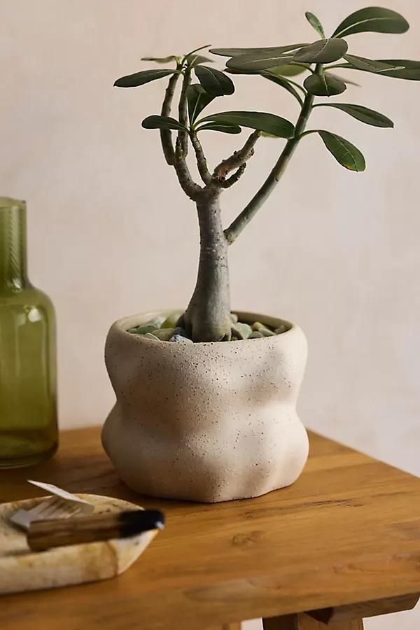 Organic Cylinder Stoneware Planter - Image 0
