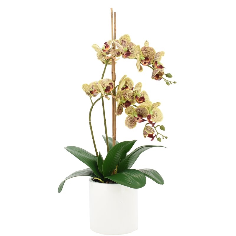 Double Orchid Floral Arrangement in Pot Flower Color: Green - Image 0