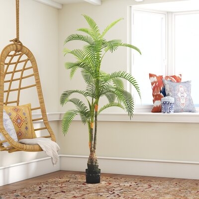 Palm Tree - Image 0