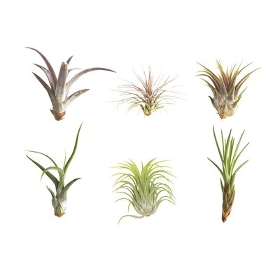 6 Live Succulent Plant Set - Image 0