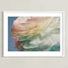 Delicate Ranunculus Flower Limited Edition Fine Art Print 2 - Image 0
