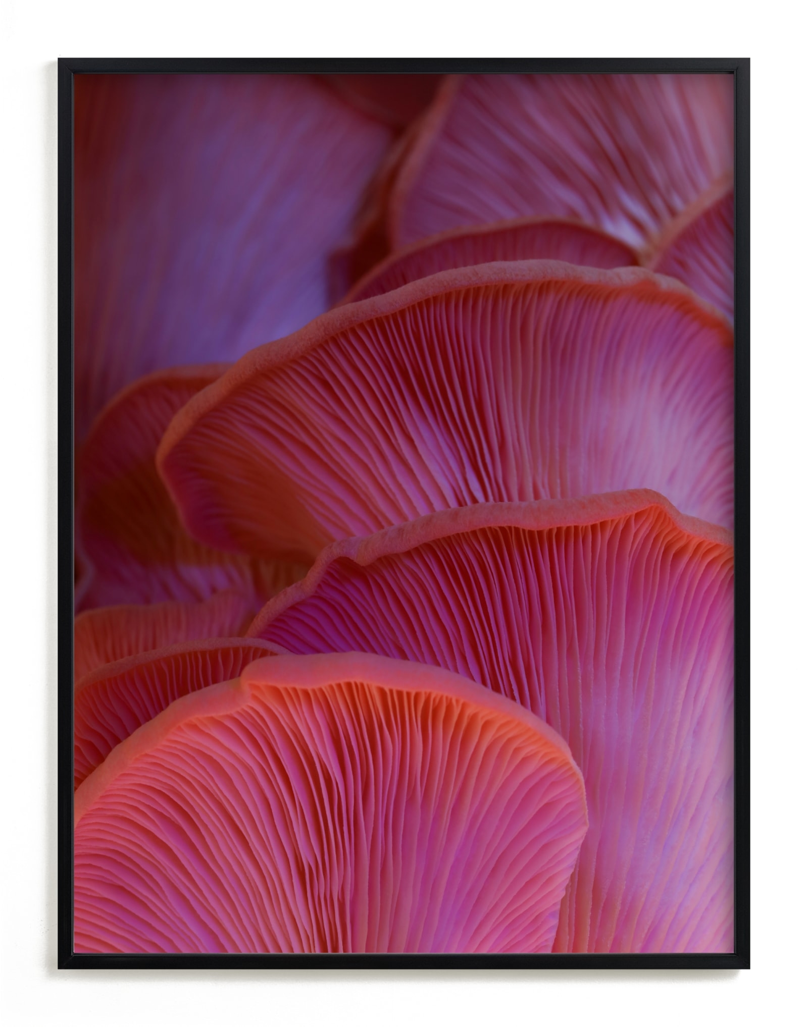 Pink Oyster Mushrooms Limited Edition Fine Art Print 2 - Image 0