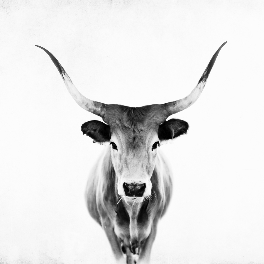 Wild Longhorn Cow Print - Black White Cow Portrait - Animal - Travel Photograpy Framed Art Print by Ingrid Beddoes Photography - Scoop Black - Medium(Gallery) 20" x 20"-22x22 - Image 1