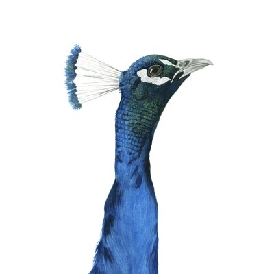 Peacock Portrait I - Image 0