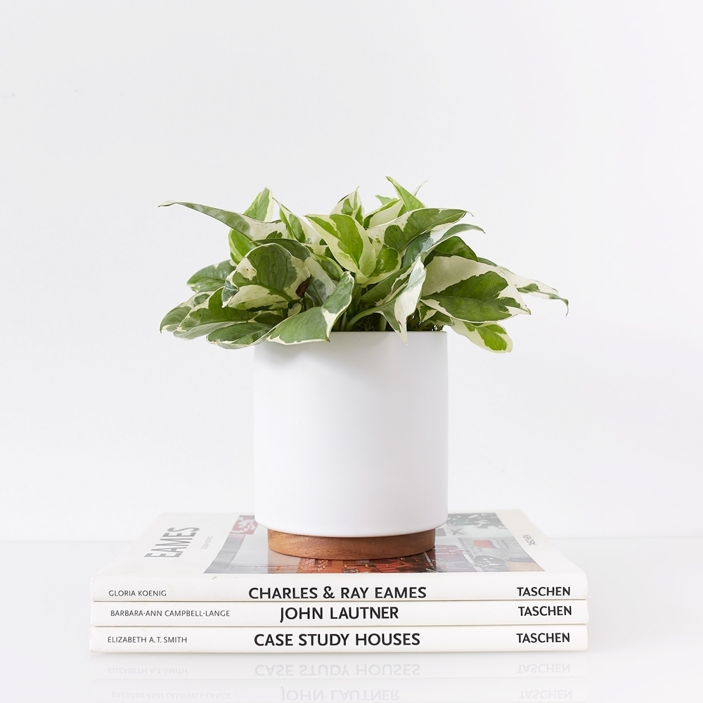 LBE Design Ceramic Planter + Plinth, White - Image 0