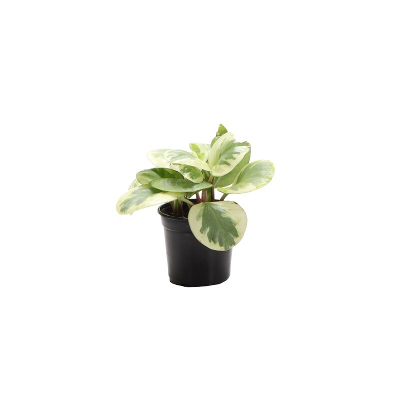 7" Thorsen's Greenhouse Live Peperomia Plant - Image 0