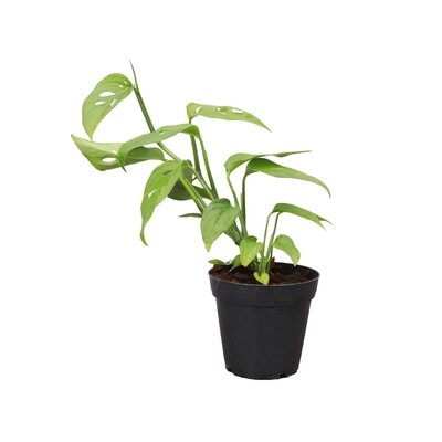 Live Swiss Cheese Plant - Image 0