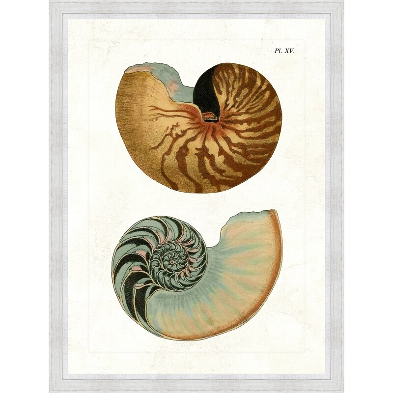 Vintage Print Gallery 'Double Shell II' Framed Graphic Art Print in Brown/White - Image 0