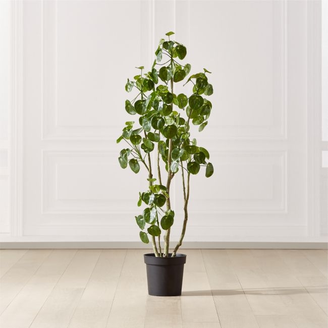 Potted Coin Tree, 5' - Image 0