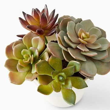 Faux Potted Tabletop Succulent - Image 2