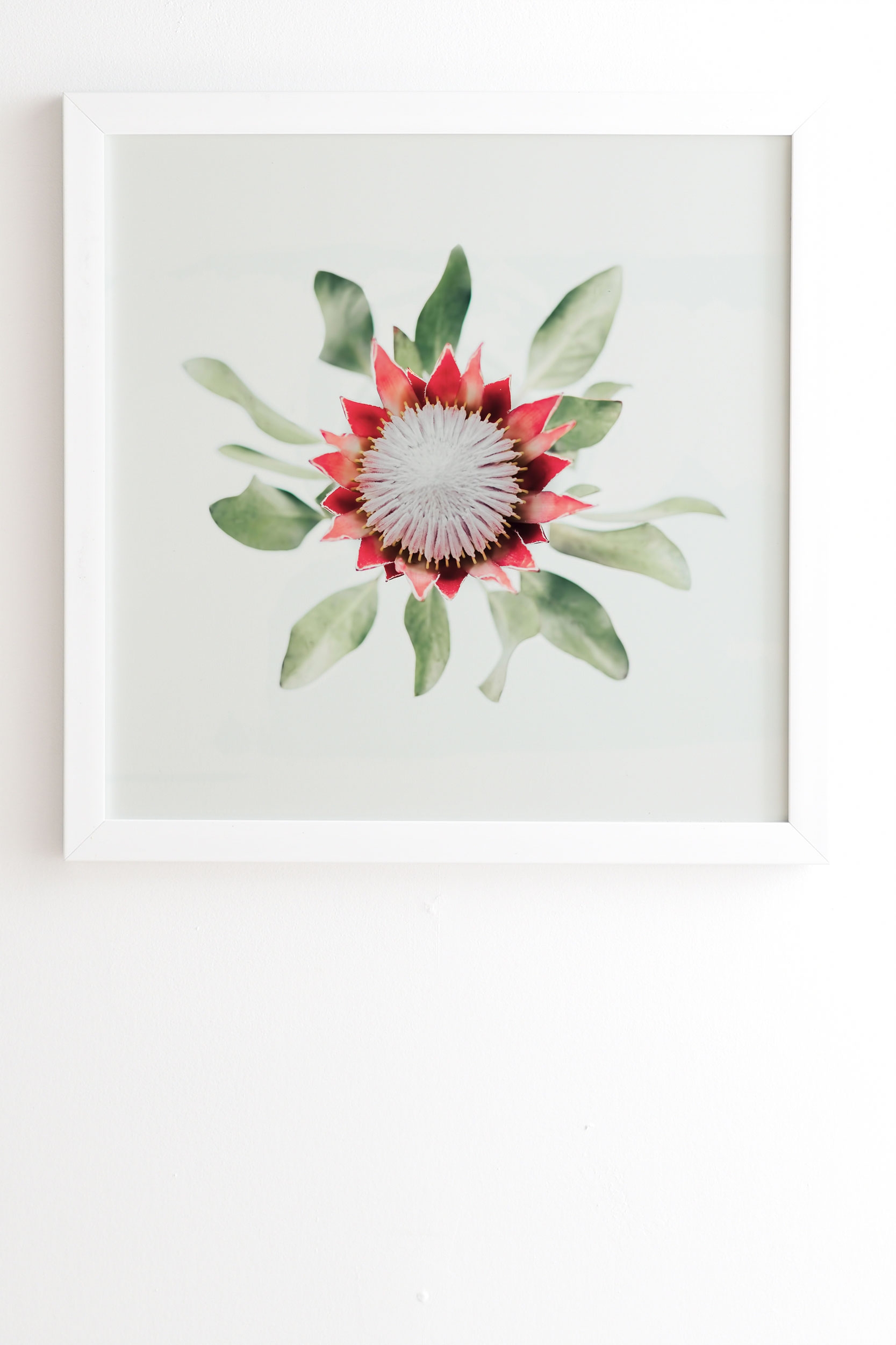 King Protea Flower Ii by Ingrid Beddoes - Framed Wall Art Basic White 8" x 9.5" - Image 1