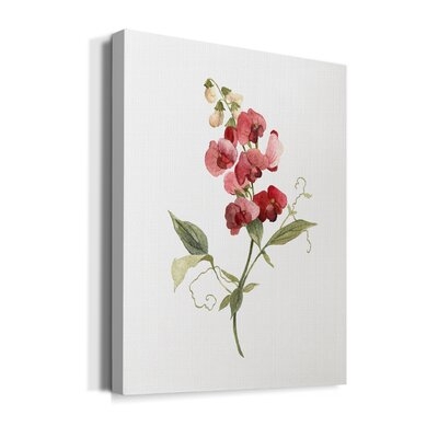 'Scarlet Sweet Pea' - Wrapped Canvas Graphic Art Print - Image 0