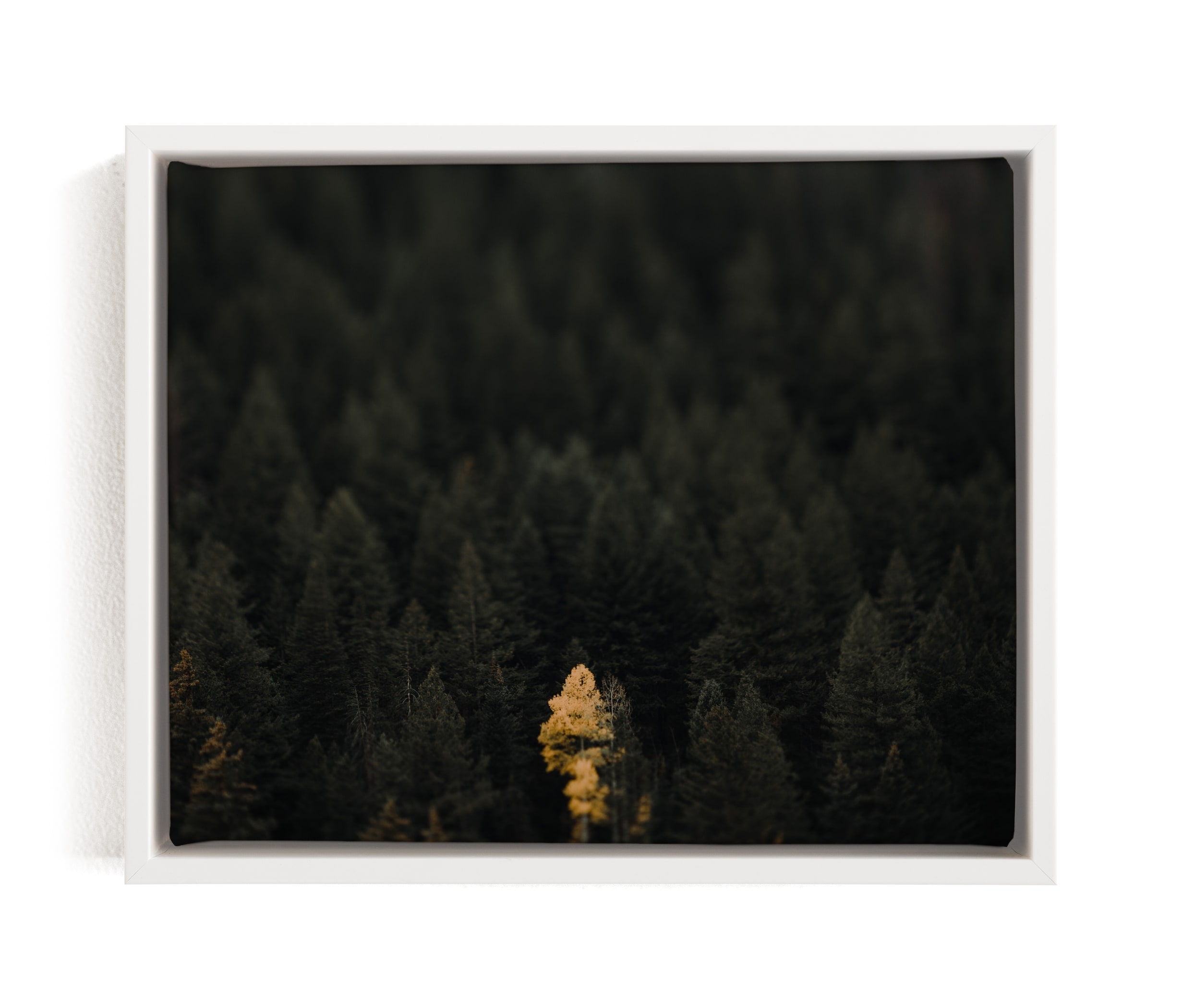 The Lone Wolf Limited Edition Fine Art Print 1 - Image 0