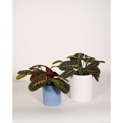 Live Plant Prayer Plant Maranta With Ceramic Planter Pots 5'' Sky Blue/6'' White - Image 0