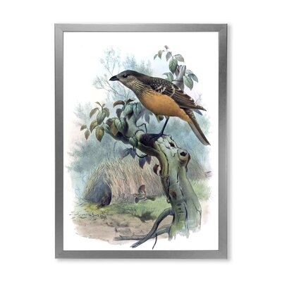 A Monograph Of The Paradise Birds - Traditional Canvas Wall Art Print - Image 0