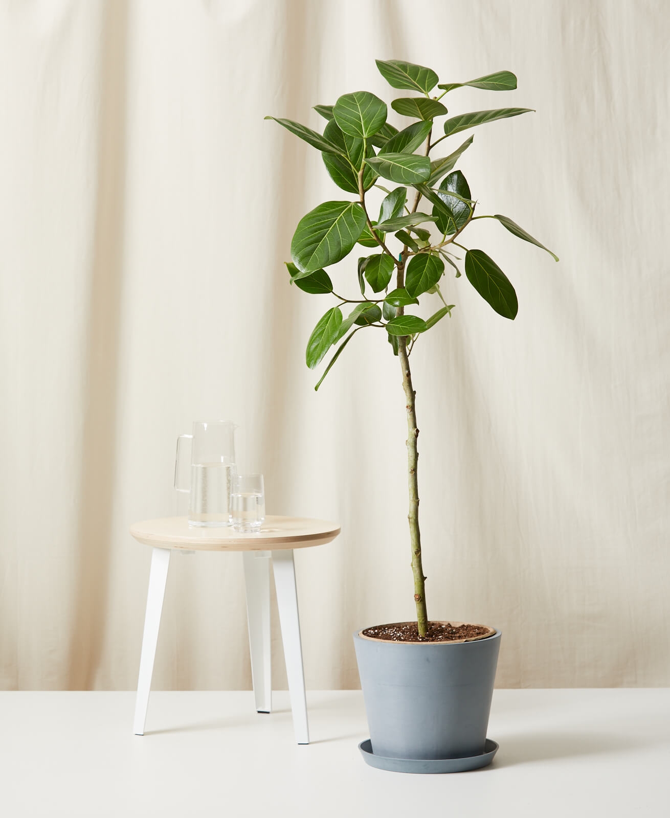 Ficus Audrey, Slate Pot - Image 0