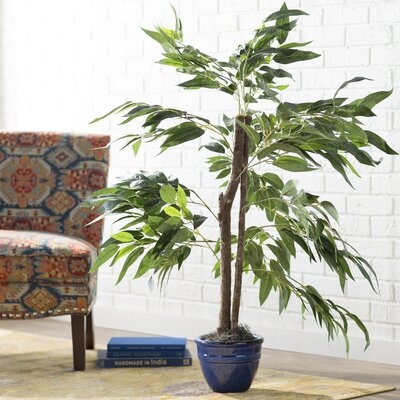 Floor Ficus Tree in Pot - Image 0