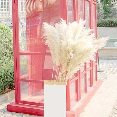 Pampas Grass Stems. Natural Dried Pampas Grass - Image 0