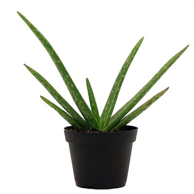 Costa Farms Aloe Vera - Thumbnail 3