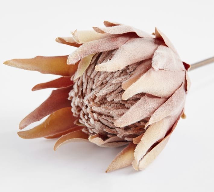 Protea Stem, One Size, Pink - Image 2