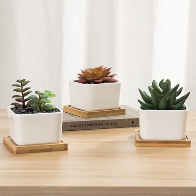 Set Of 3 Artificial Succulent Plants In Planters With Bamboo Trays - Image 0