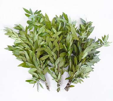 Live Bay Leaves, 3 Bunches - Image 0