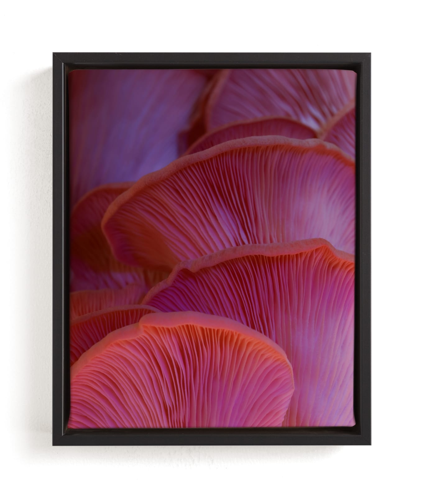 Pink Oyster Mushrooms Limited Edition Fine Art Print 2 - Image 0