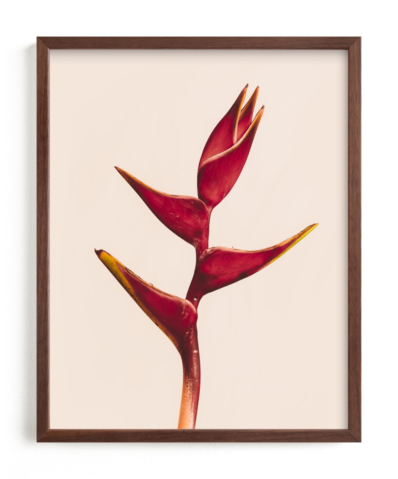 Heliconia 3 Limited Edition Fine Art Print 2 - Image 0