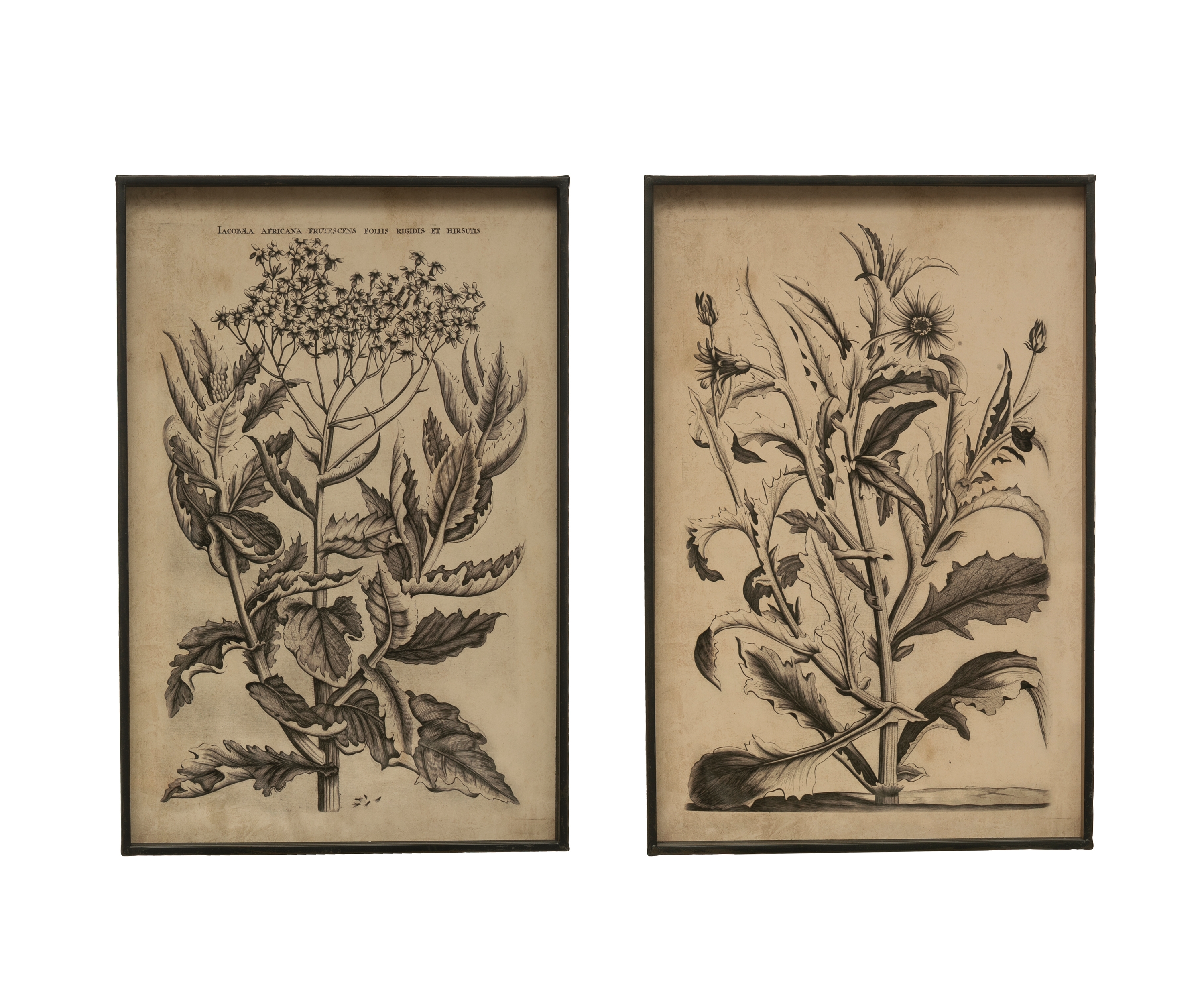 Floral Image Metal Framed Wall Décor (Set of 2 Styles) - Image 0