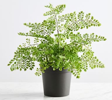 Faux Potted Maidenhair Fern, 16"H - Image 3