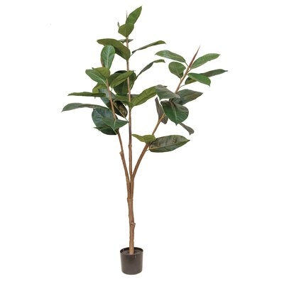 Rubber Tree 4.5 Ft - Image 0