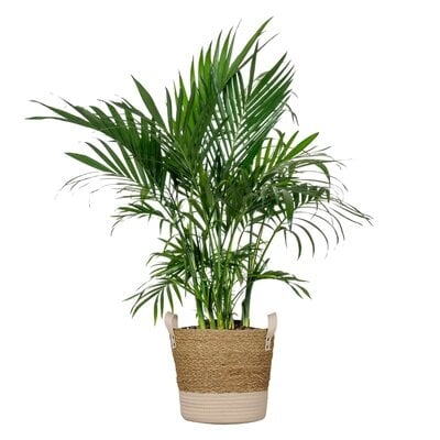 Cat Palm Live Indoor Houseplant  In 10 Inch Beige And White Whicker Basket - Image 0