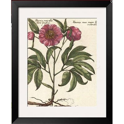 FRAMED Giant Peony II By Ludwig Van Houtte 30X24 Art Print Poster Botanical Hand Colored Engraving Reproduction by Ludwig Van Houtte - Picture Frame Graphic Art - Image 0