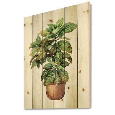 Croton In Clay Flowerpot - Traditional Print On Natural Pine Wood - Image 0