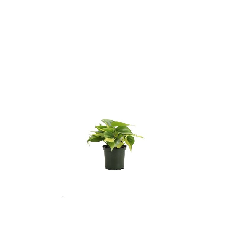 Thorsen's Greenhouse Live Brazil Philodendron Plant - Image 0
