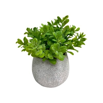 6"Lush Green Boxwood In Natural Cement Pot - Image 0