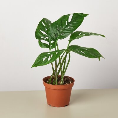 Monstera Swiss Cheese, Plant In 4" Pot. - Image 0