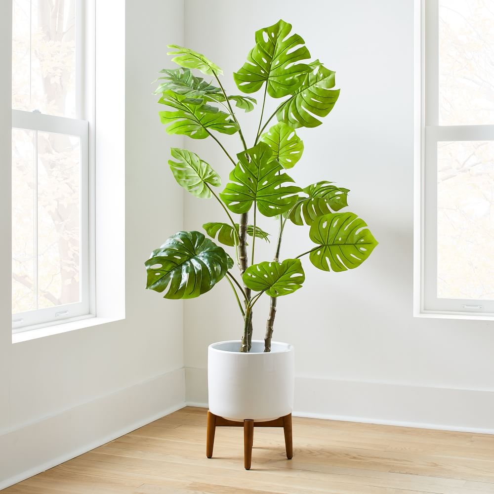Potted Monstera 5' Plant & Turned Wood Planter, Wide, White - Image 0