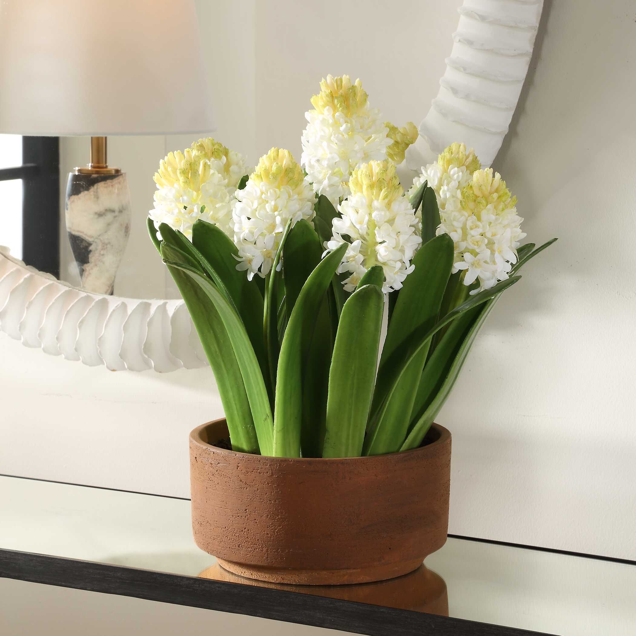 Sincerity Potted Hyacinth Plant - Image 1