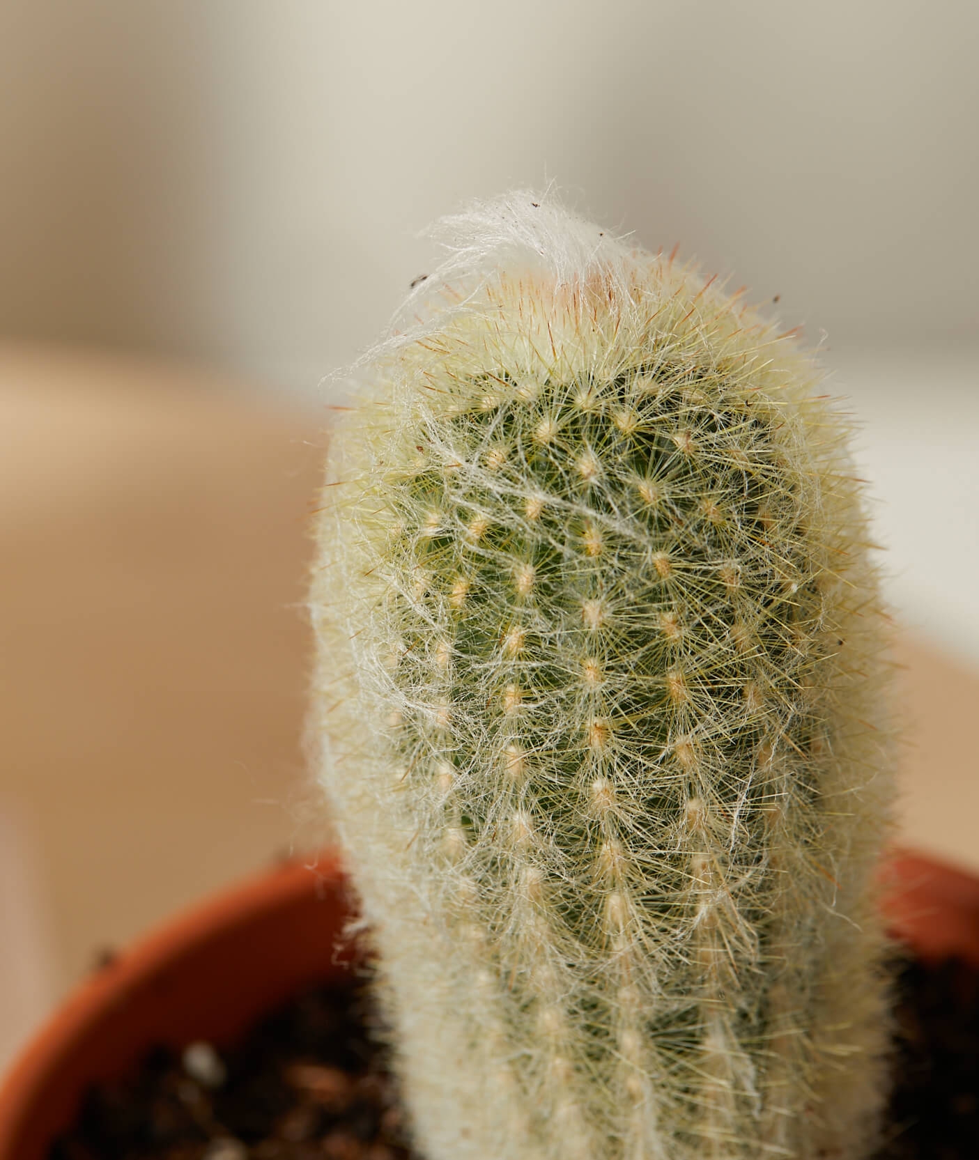 Cacti Collection -  Alabaster - Image 2