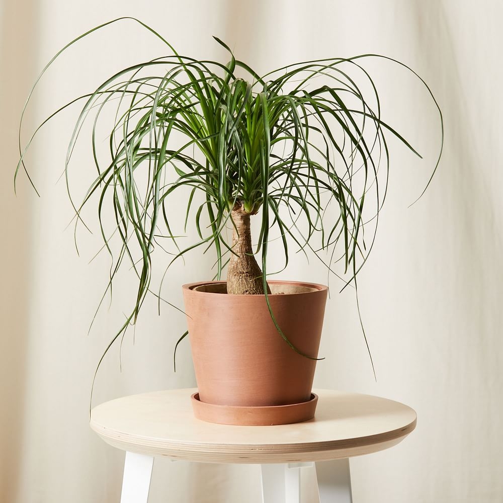 Live Plant, Ponytail Palm, Medium Tabletop, 8''diam, Terracotta Planter - Image 0