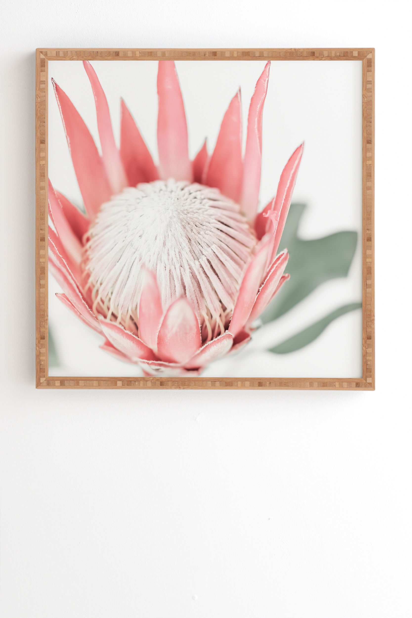 King Protea Flower Iii by Ingrid Beddoes - Framed Wall Art Bamboo 11" x 13" - Image 1