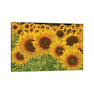 Sunflowers All In A Row by - Wrapped Canvas - Image 0