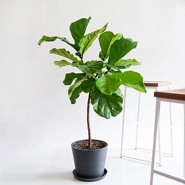 Fiddle Leaf Fig Pot, Charcoal - Image 0